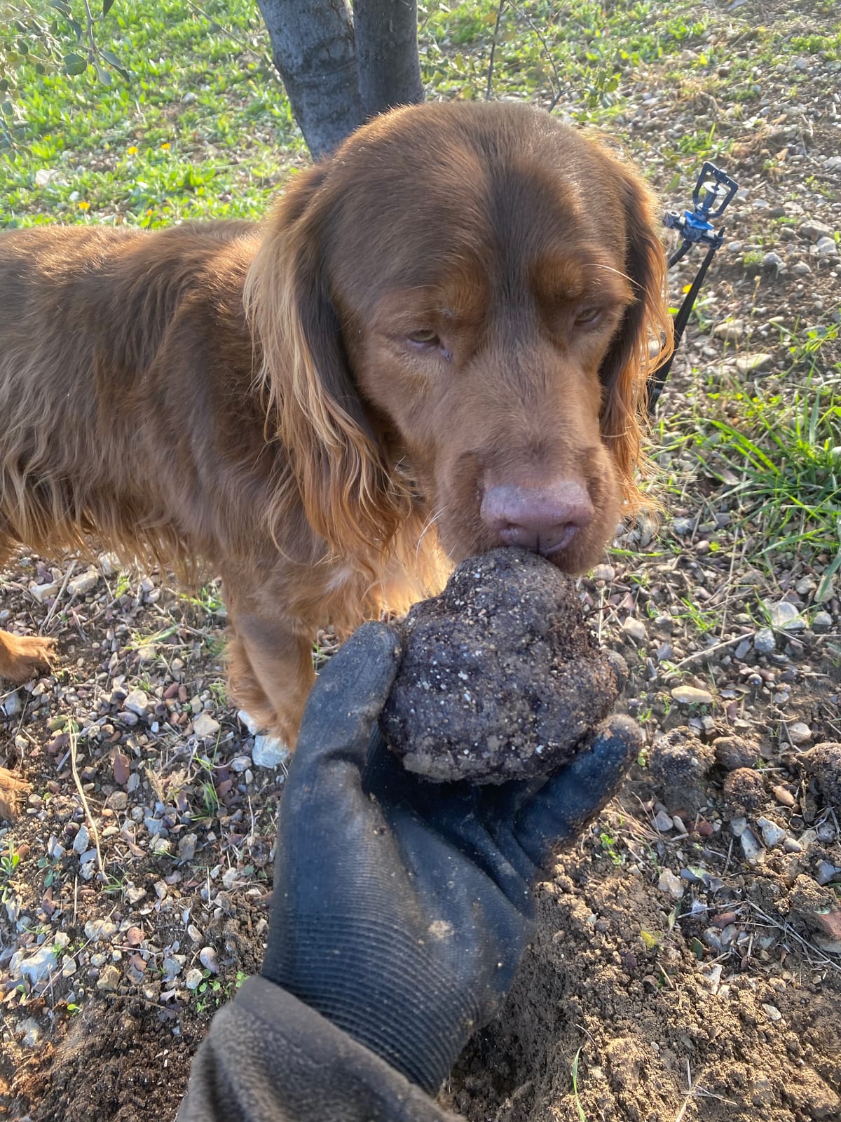Búsqueda de trufa negra con perro y degustación en Torres (Sierra Mágina)