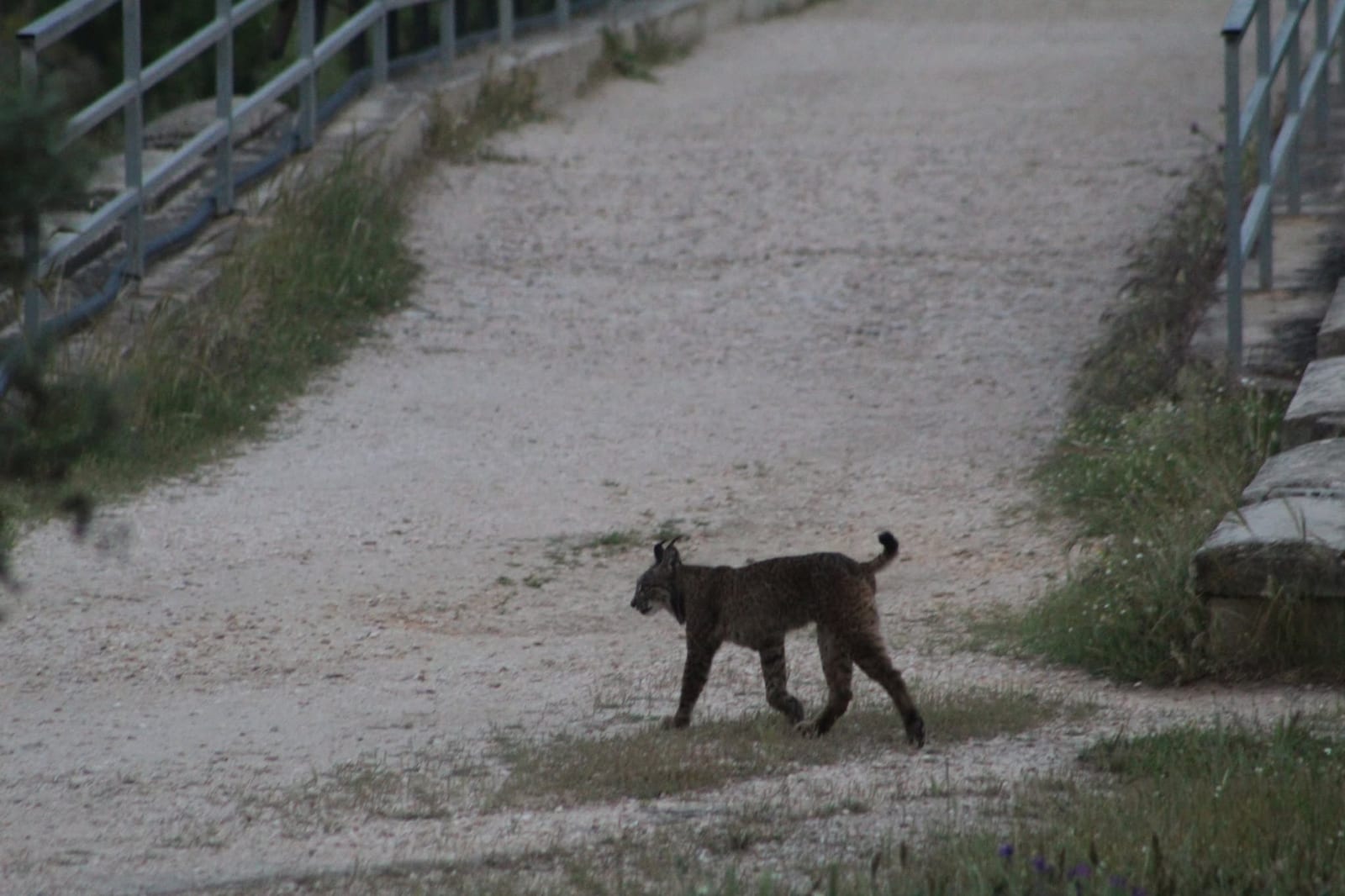 Ruta en 4x4 para ver el lince ibérico en la Sierra de Andújar